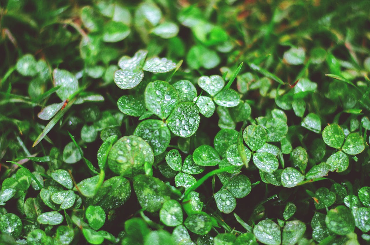 Vivid close-up of lush green clover leaves with delicate water droplets after rain.