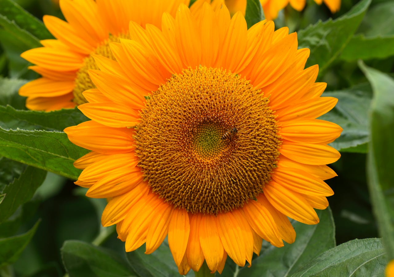 Close-up of a bright sunflower with a bee collecting pollen, depicting nature's beauty.